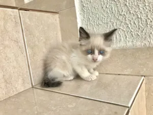 Gato raça SRD-ViraLata idade Abaixo de 2 meses nome Fuji bb45dias lindo 