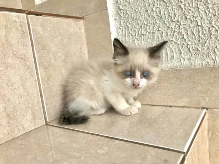 Gato ra a SRD-ViraLata idade Abaixo de 2 meses nome Fuji bb45dias lindo 