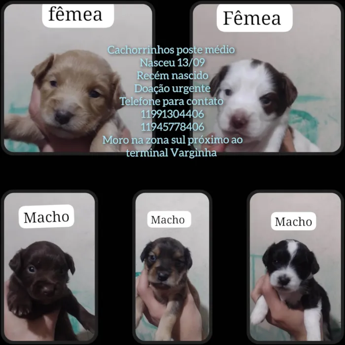 Cachorro ra a SRD-ViraLata idade Abaixo de 2 meses nome Sem nome 