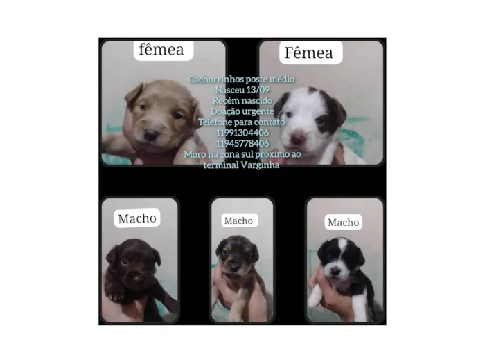 Cachorro ra a SRD-ViraLata idade Abaixo de 2 meses nome Sem nome 