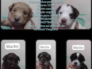 Cachorro raça SRD-ViraLata idade Abaixo de 2 meses nome Sem nome 