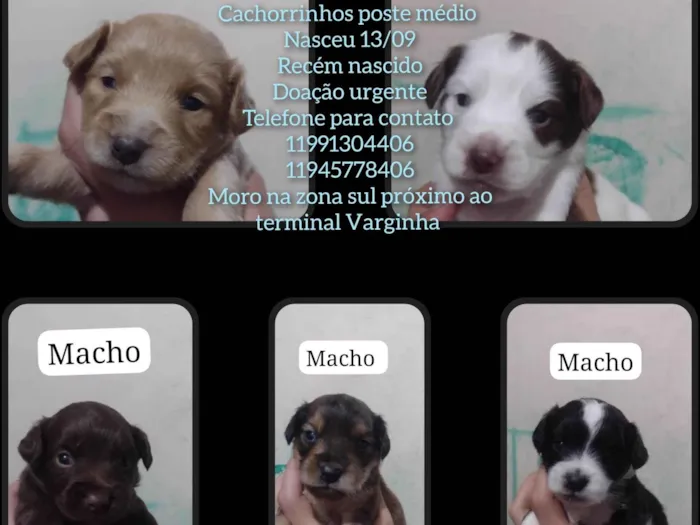 Cachorro ra a SRD-ViraLata idade Abaixo de 2 meses nome Sem nome 