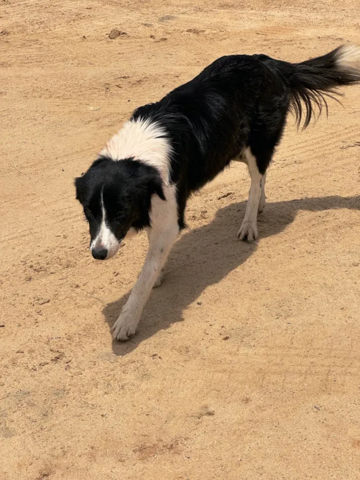 Cachorro ra a SRD-ViraLata idade 1 ano nome sem nome 