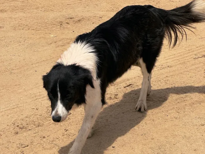 Cachorro ra a SRD-ViraLata idade 1 ano nome sem nome 