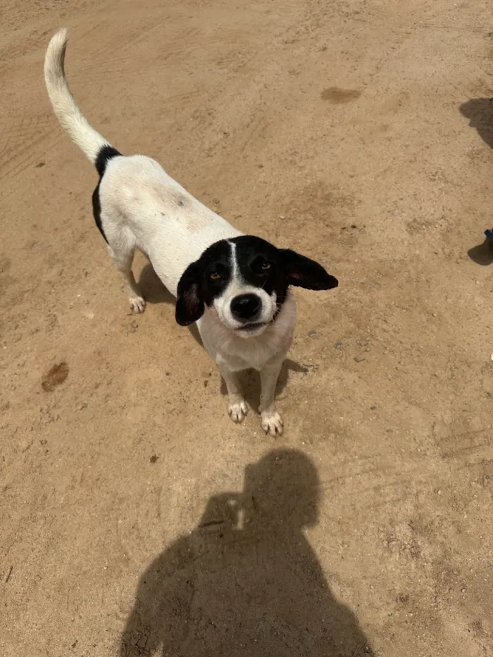 Cachorro ra a SRD-ViraLata idade 4 anos nome sem nome 