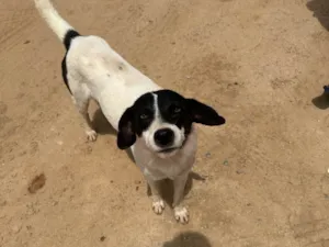 Cachorro raça SRD-ViraLata idade 4 anos nome sem nome 