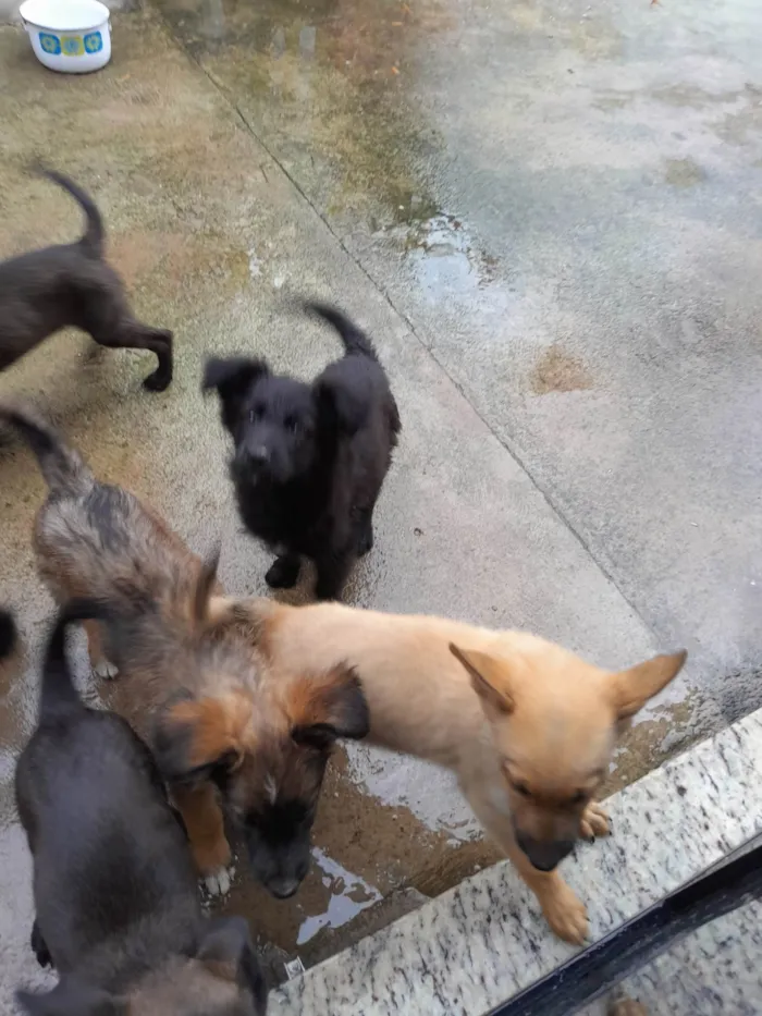 Cachorro ra a SRD-ViraLata idade 2 a 6 meses nome Cacau