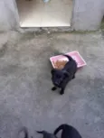 Cacau