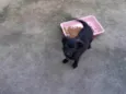 Cacau