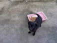 Cacau