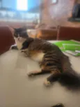 Virgulino e Rocket