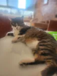Virgulino e Rocket
