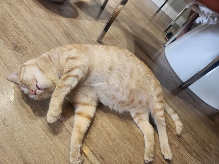 Gato ra a Não  idade 4 anos nome Virgulino e Rocket