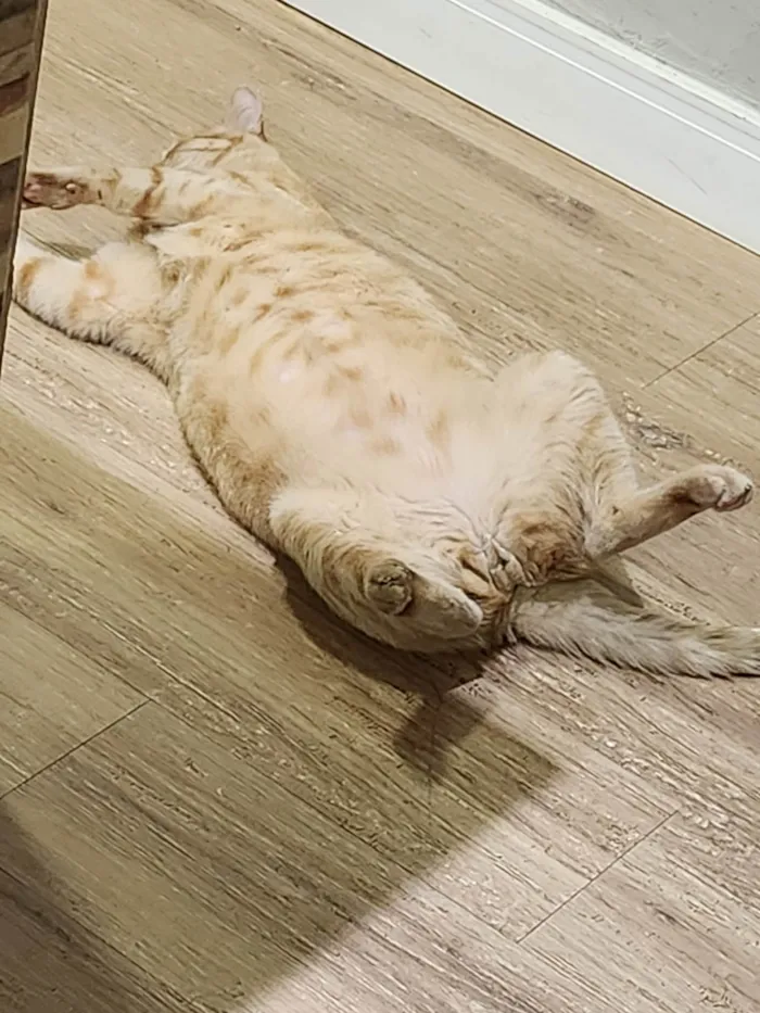 Gato ra a Não  idade 4 anos nome Virgulino e Rocket
