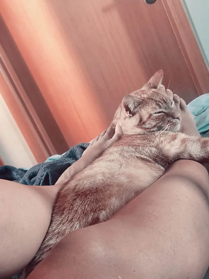 Gato ra a Não  idade 4 anos nome Virgulino e Rocket