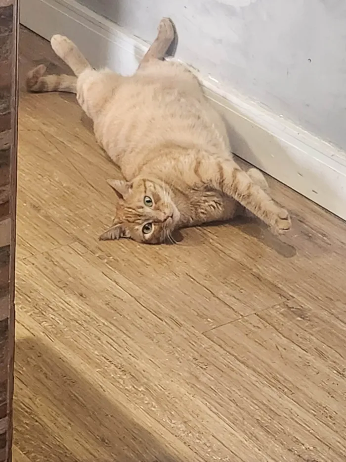Gato ra a Não  idade 4 anos nome Virgulino e Rocket