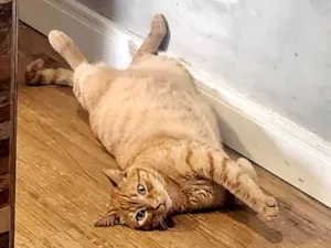 Gato raça Não  idade 4 anos nome Virgulino e Rocket