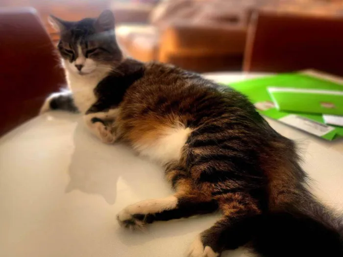 Gato ra a Não  idade 4 anos nome Virgulino e Rocket