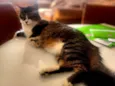 Virgulino e Rocket