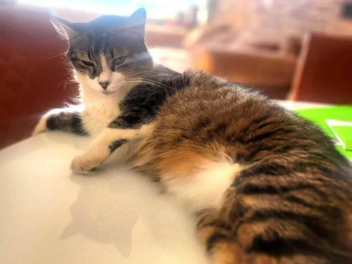 Gato ra a Não  idade 4 anos nome Virgulino e Rocket