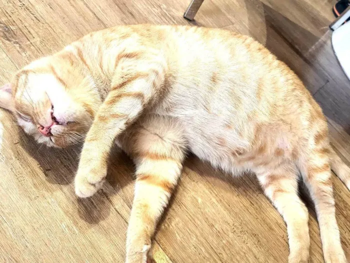 Gato ra a Não  idade 4 anos nome Virgulino e Rocket