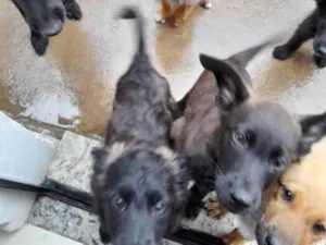 Cachorro raça SRD-ViraLata idade 2 a 6 meses nome Nescau
