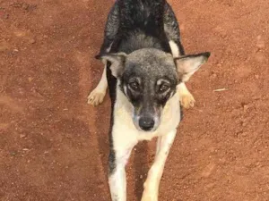 Cachorro raça SRD idade Abaixo de 2 meses nome Mãezinha + 5 filhotes (sem nomes)
