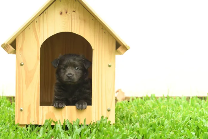 Cachorro ra a Racs siberiano  idade 4 anos nome Spike 