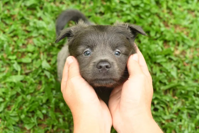 Cachorro ra a Racs siberiano  idade 4 anos nome Spike 