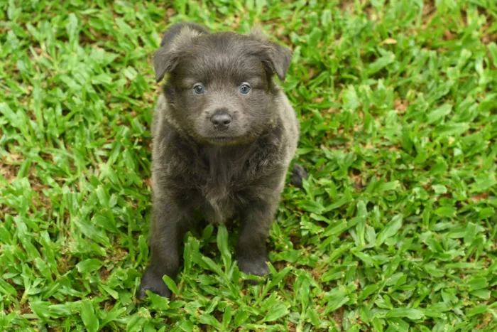 Cachorro ra a Racs siberiano  idade 4 anos nome Spike 