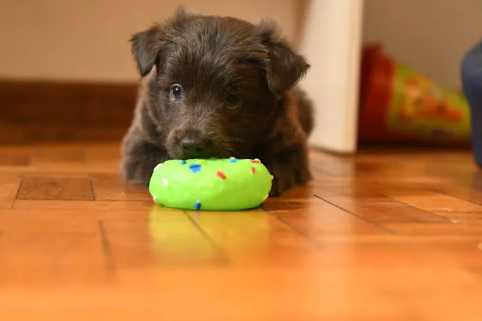 Cachorro ra a Racs siberiano  idade 4 anos nome Spike 