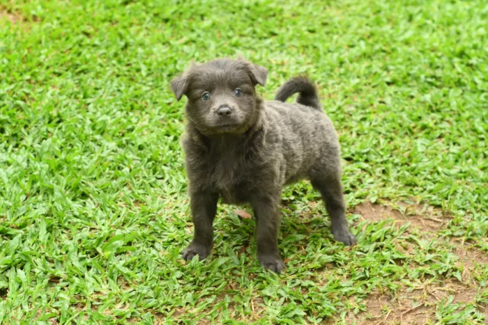 Cachorro ra a Racs siberiano  idade 4 anos nome Spike 