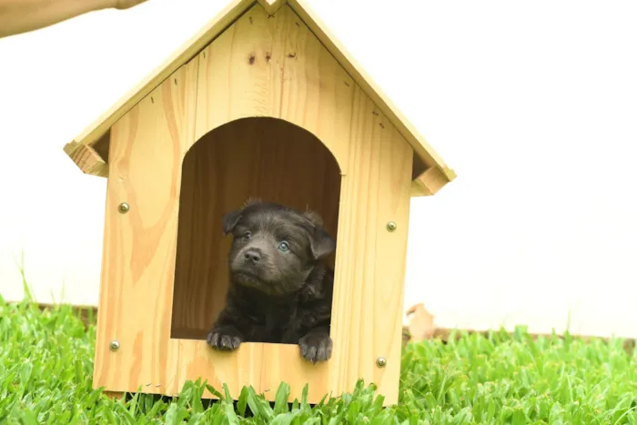 Cachorro ra a Srd idade 2 a 6 meses nome Pluto