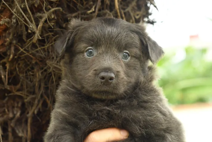 Cachorro ra a Srd idade 2 a 6 meses nome Pluto