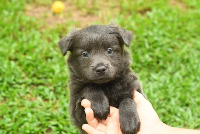 Cachorro ra a Srd idade 2 a 6 meses nome Pluto