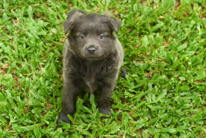 Cachorro ra a Srd idade 2 a 6 meses nome Pluto