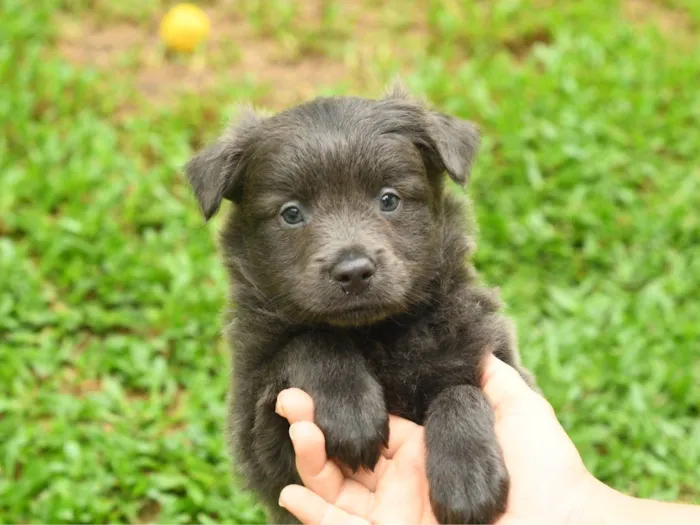 Cachorro ra a Srd idade 2 a 6 meses nome Pluto