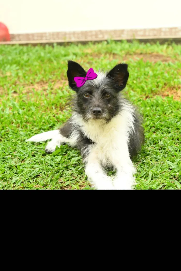 Cachorro ra a Srd idade 7 a 11 meses nome Malu