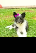 Malu