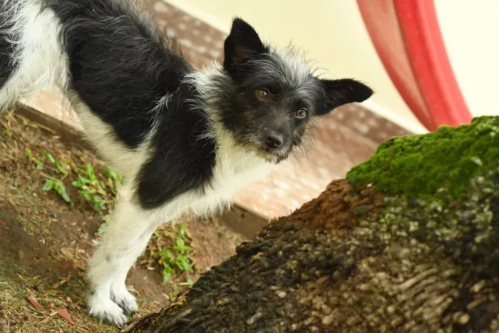 Cachorro ra a Srd idade 7 a 11 meses nome Malu