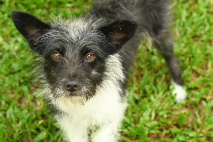 Cachorro ra a Srd idade 7 a 11 meses nome Malu