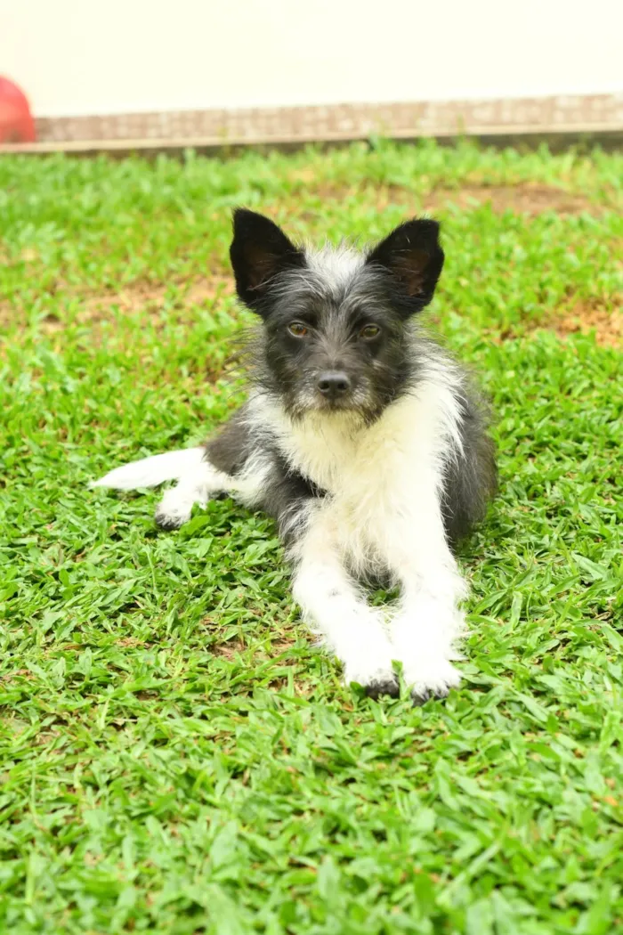Cachorro ra a Srd idade 7 a 11 meses nome Malu