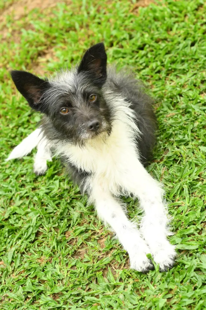 Cachorro ra a Srd idade 7 a 11 meses nome Malu