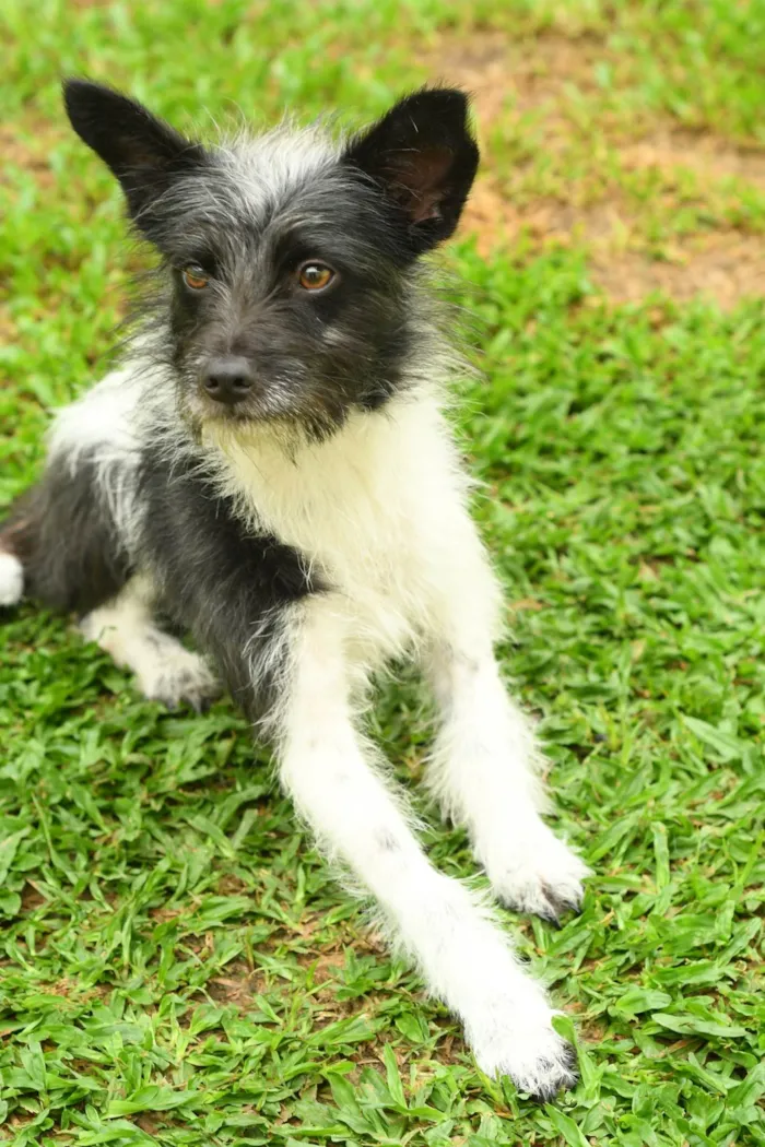 Cachorro ra a Srd idade 7 a 11 meses nome Malu