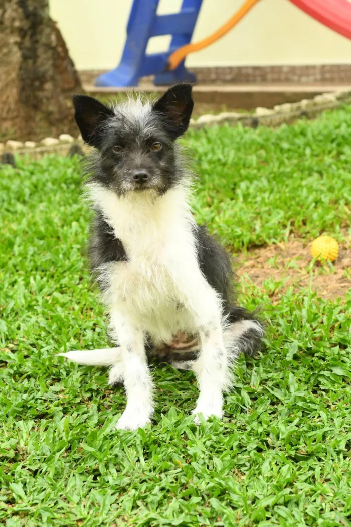 Cachorro ra a Srd idade 7 a 11 meses nome Malu