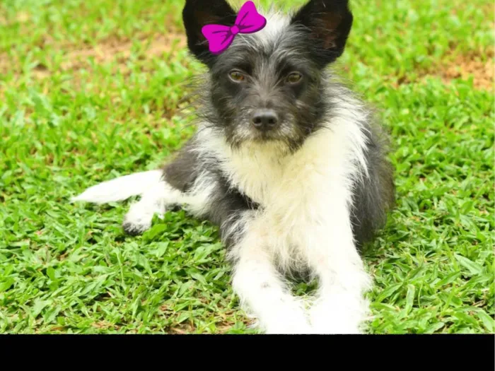 Cachorro ra a Srd idade 7 a 11 meses nome Malu