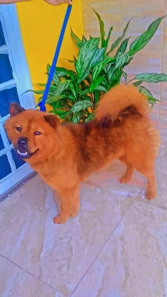 Cachorro ra a Chow Chow  idade 1 ano nome Pantera 