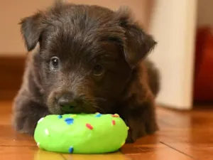 Cachorro raça Srd idade 2 a 6 meses nome Pluto