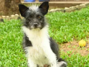 Cachorro raça Srd idade 7 a 11 meses nome Malu