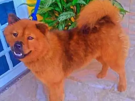 Cachorro ra a Chow Chow  idade 1 ano nome Pantera 